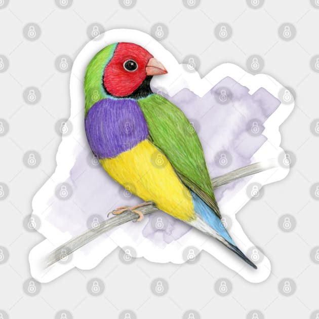 Gouldian finch colour pencil drawing Sticker by Bwiselizzy